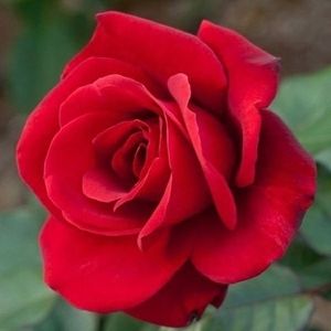 Meet your Posher, Sahar